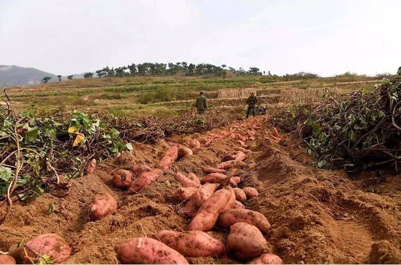 品质最好的红薯品种 c14b9bb93fda4385adc795ddc4c8b70b.jpeg