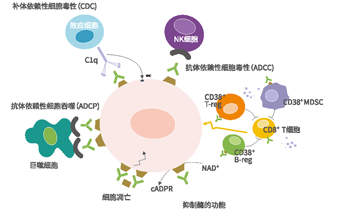 达雷妥尤单抗是全球首个获批上市的靶向作用于cd38的单克隆抗体,目前