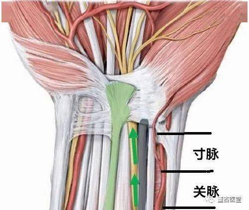 我们来看一下手腕脉诊位置的解剖图,如下:但是,如果临床中脉诊实践多