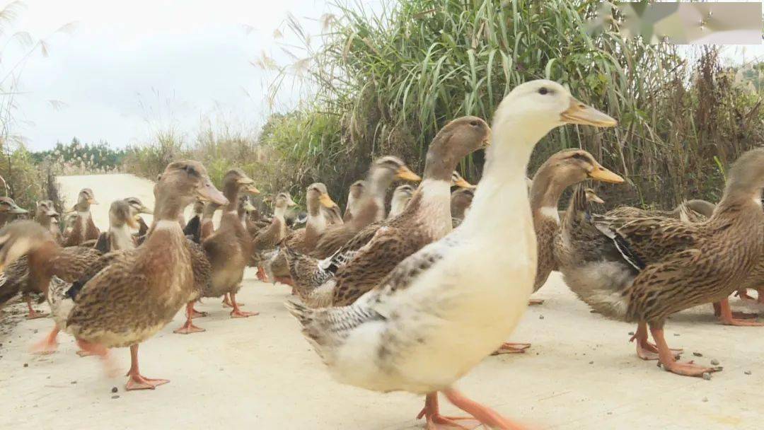 大单!环江香鸭引来深圳商户