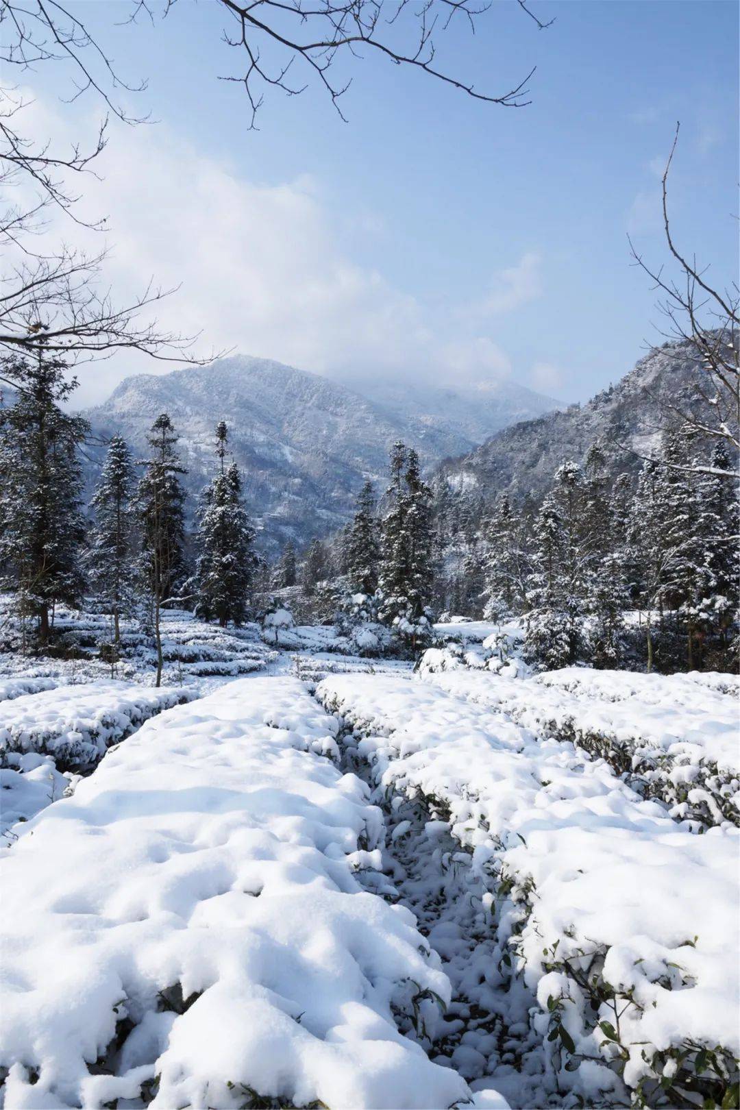 乐山大美雪景图来袭,让你一次看个够