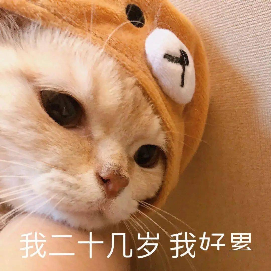 【沙雕猫表情包】橘猫沙梨表情包