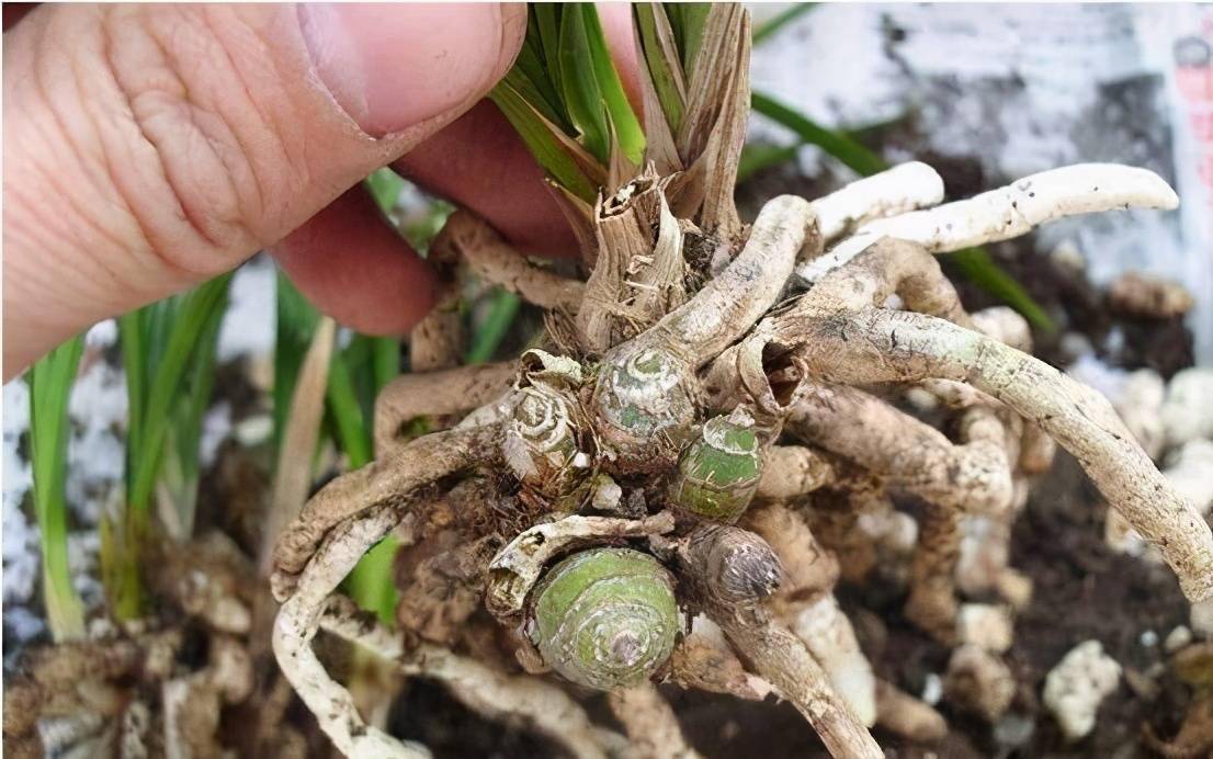 盆栽兰花光芦头催芽技艺