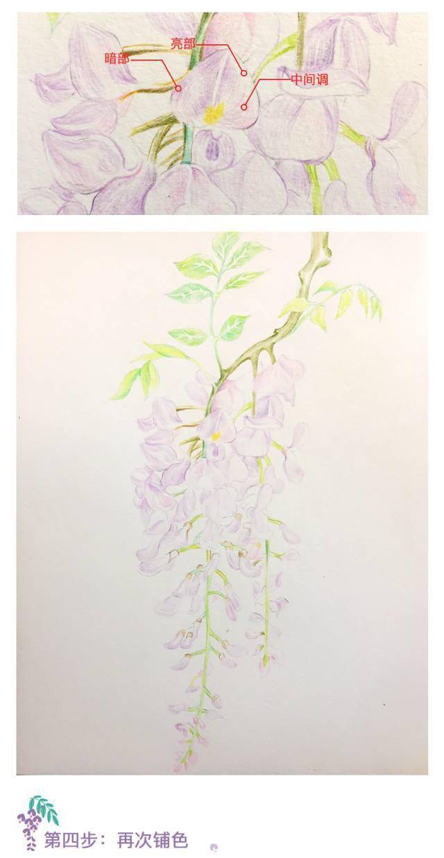 彩铅教程:如何绘制美美的紫藤?