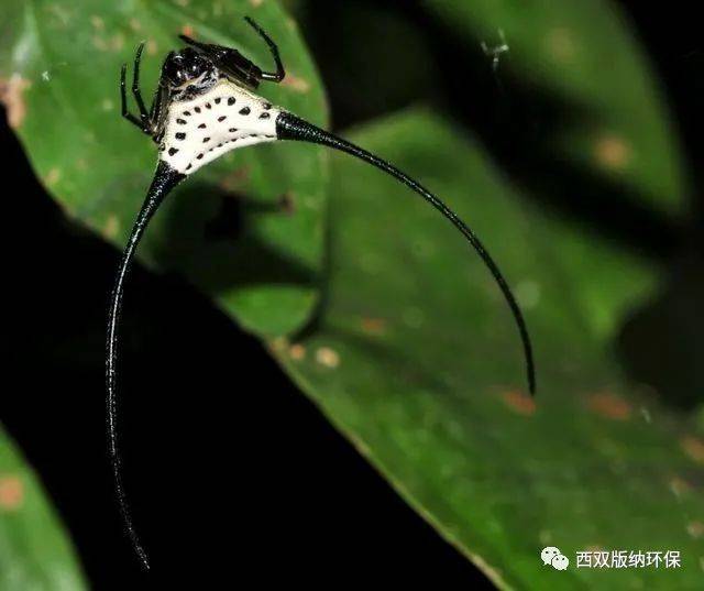 生物多样性看西双版纳动物篇⑤蜘蛛精的世界