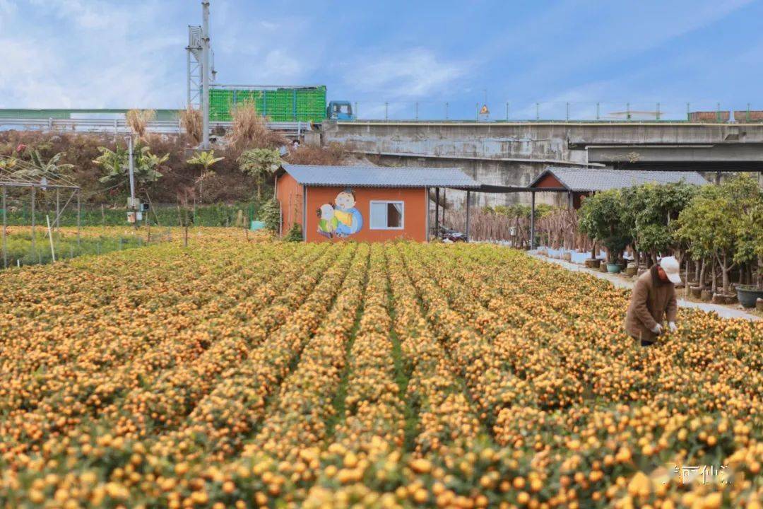 仙涌村1757575陈村相对集中的年桔种植区域都在这了,地址都