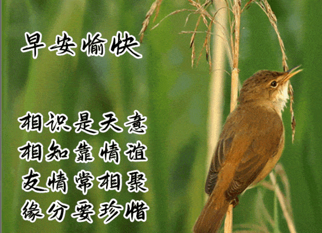 8张最新创意唯美中老年表情包,免打字真心问候朋友早上好图片带字带