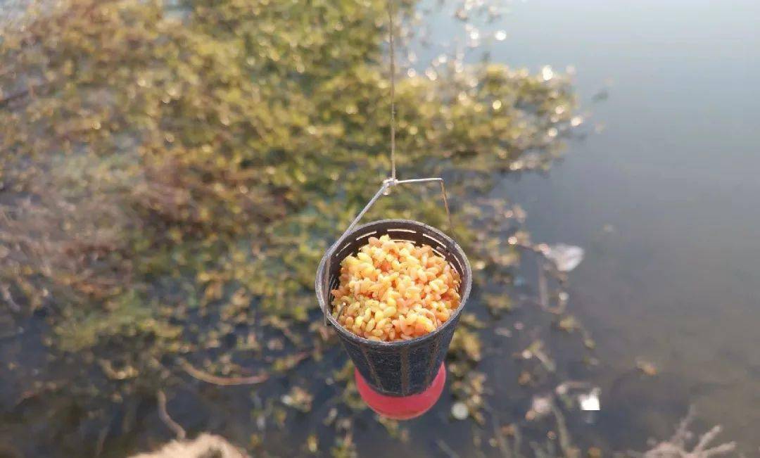 自制酒米窝料详解,诱鱼快留鱼久,比岸上的泥土效果更好!