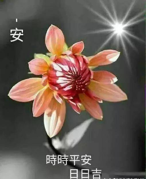 群发早安问候祝福语唯美动态图片,早安祝福美图送给你