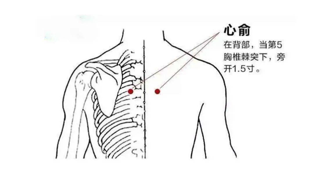 3 心俞穴 心俞是足太阳膀胱经的经穴,是心脏背俞穴.