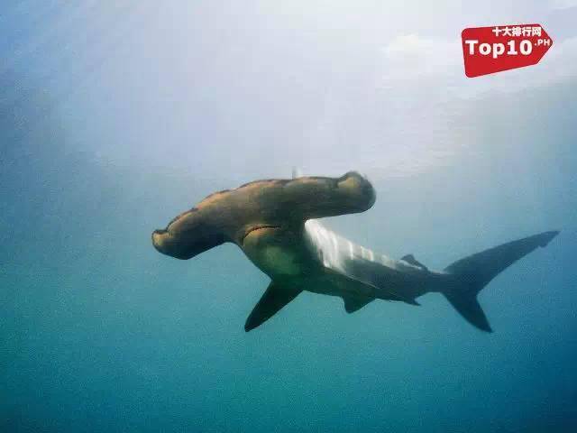 公牛鲨