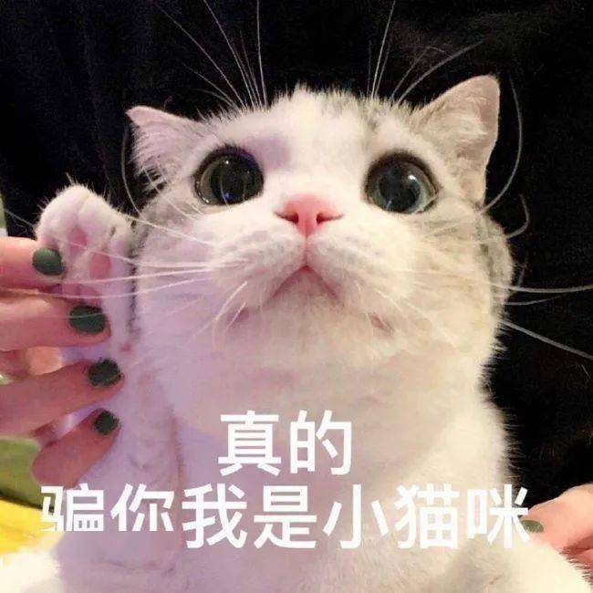 小猫咪到底有没有坏心眼呢? | 表情包