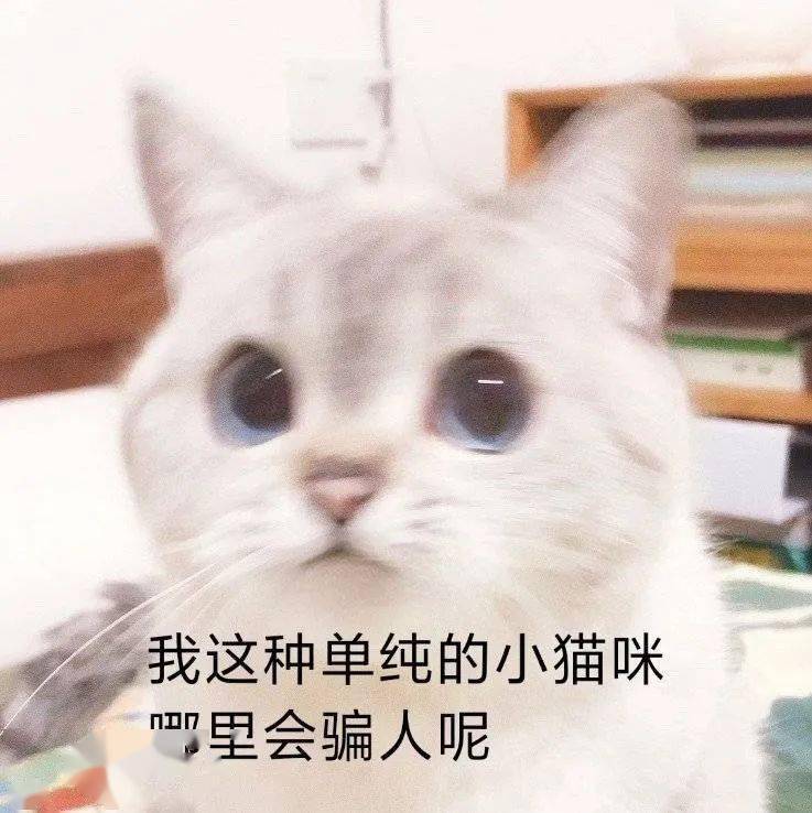 网红猫咪猫咪臭娜娜表情包十一