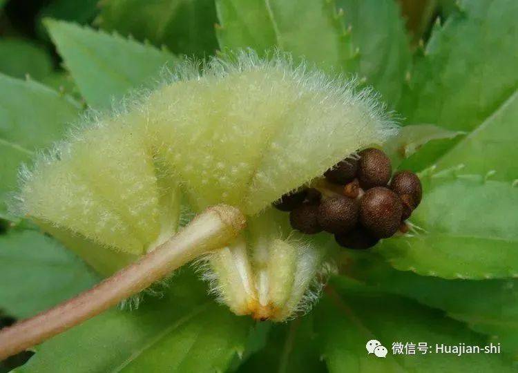 植觉| 植物的传播方式_种子
