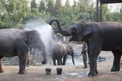 十万个为什么:为什么大象用鼻子吸水却不会呛着?