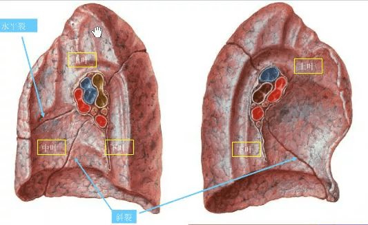 分别在第2,4肋骨前端下缘引一水平线,即将肺分为上,中,下三野