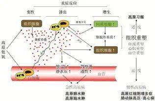 大家可能首先想到的就是肺炎,肠胃炎,肝炎等由病原微生物引起炎症