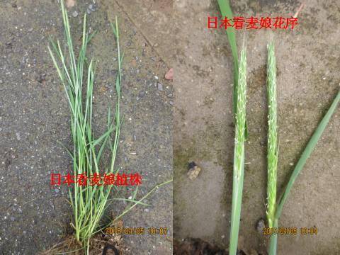小麦田禾本科杂草详细识别