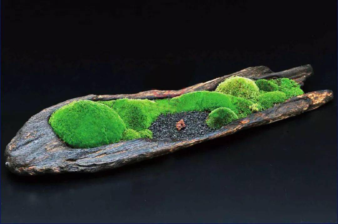 枯木也能逢春仅需要一点点苔藓将其制作成为独特的苔藓盆景
