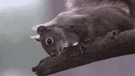 哇!小朋友与小松鼠