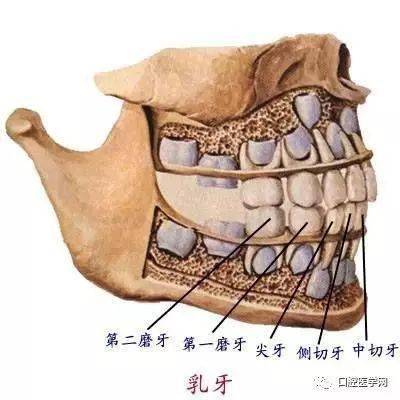 几张超清口腔解剖图附加牙齿记忆口诀