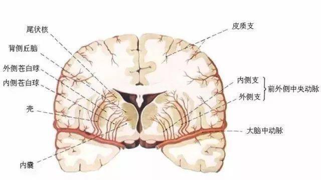 各种剖面图海马和穹窿基底核脑岛小脑皮质结构神经分布图人脑区域图