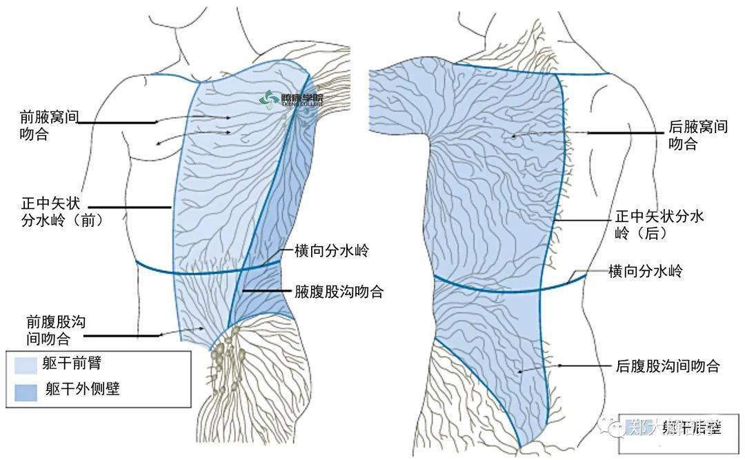 身体不同部位的淋巴引流和局部淋巴结群