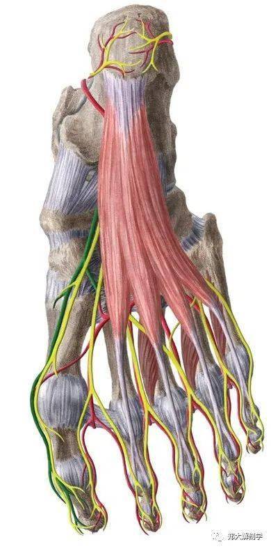足底外侧神经也为胫神经的终支,其肌支支配除足底内侧神经支配以外的