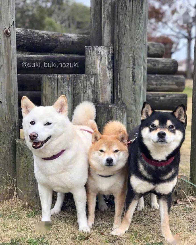特别有喜感的柴犬三兄弟!瞬间开心了!