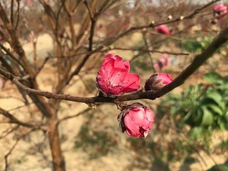 双春兼闰月,今年桃花特别靓!