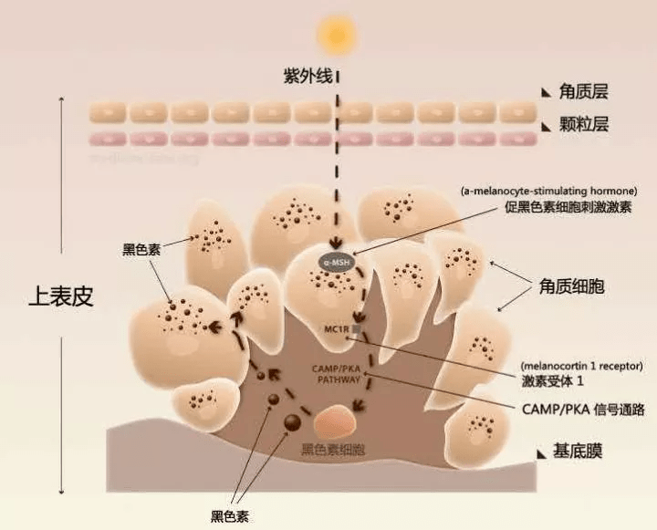 【黑色素】是由肌肤一种特殊细胞黑色素细胞通过色体(未成熟的黑色素