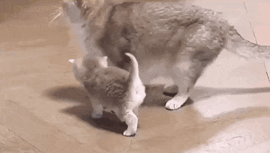 544_310gif 动态图 动图