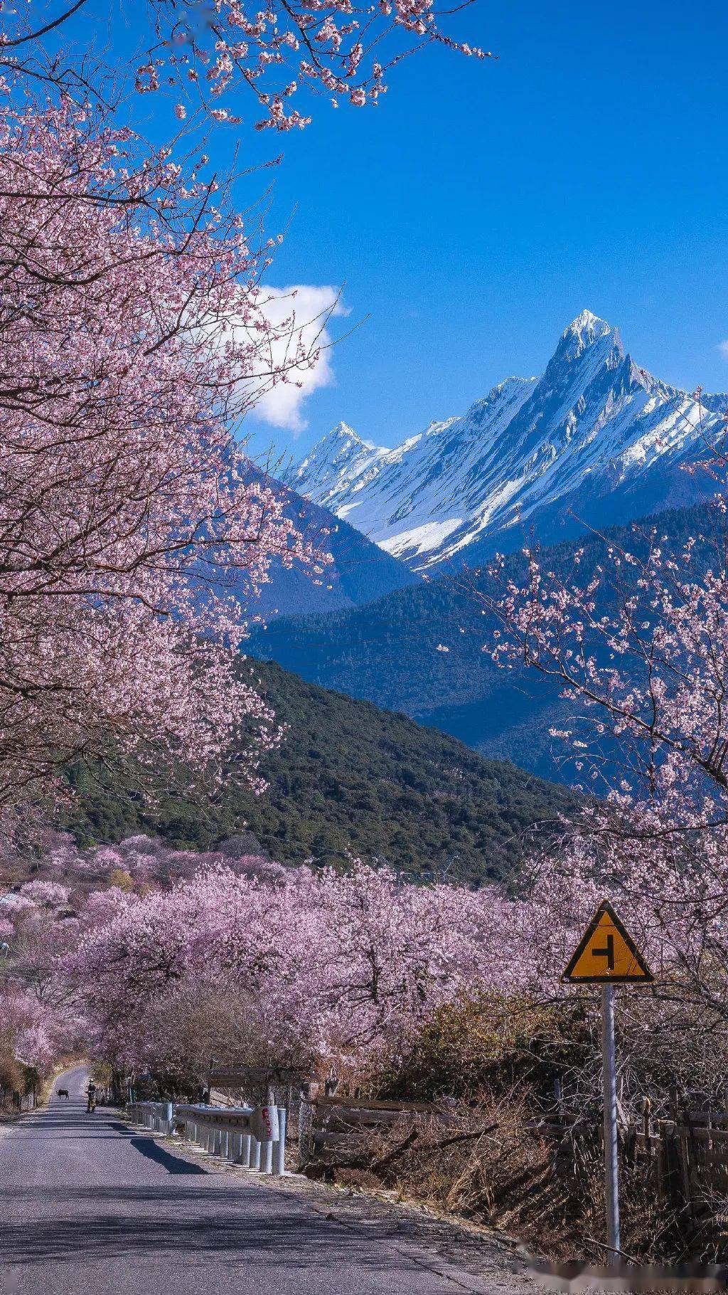 察隅罗马桃花村 察隅沟上游的昂桑曲河谷,雪山环抱,桃花掩映的暧暧