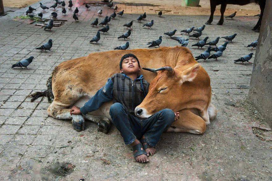 人与动物的和谐之美