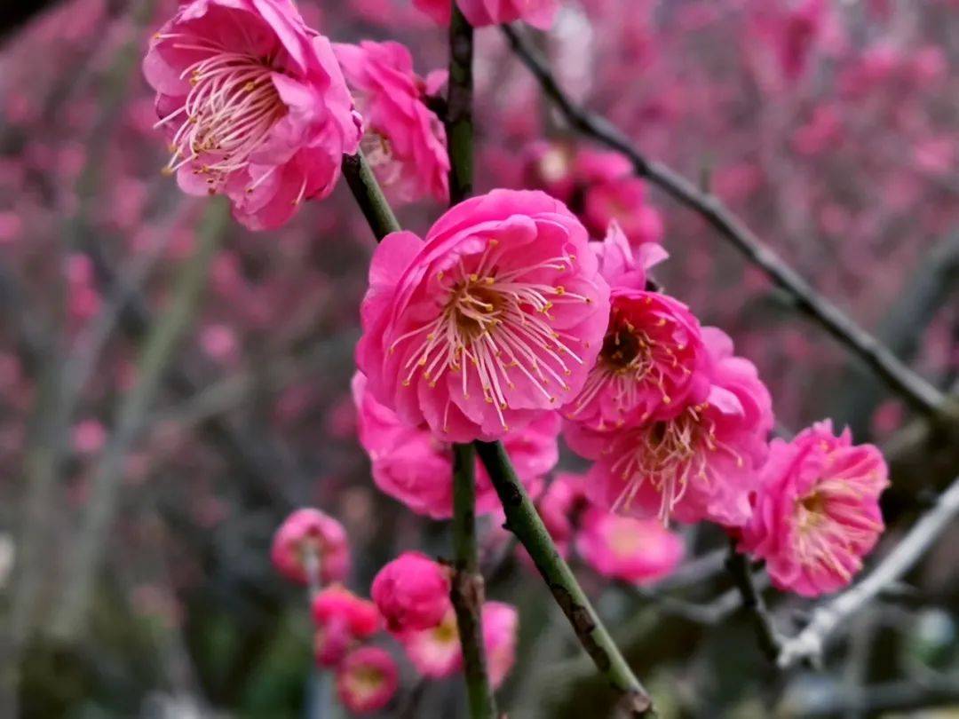 醉了醉了柳州冬季颜值最高的梅花开啦已成花海快来赏花