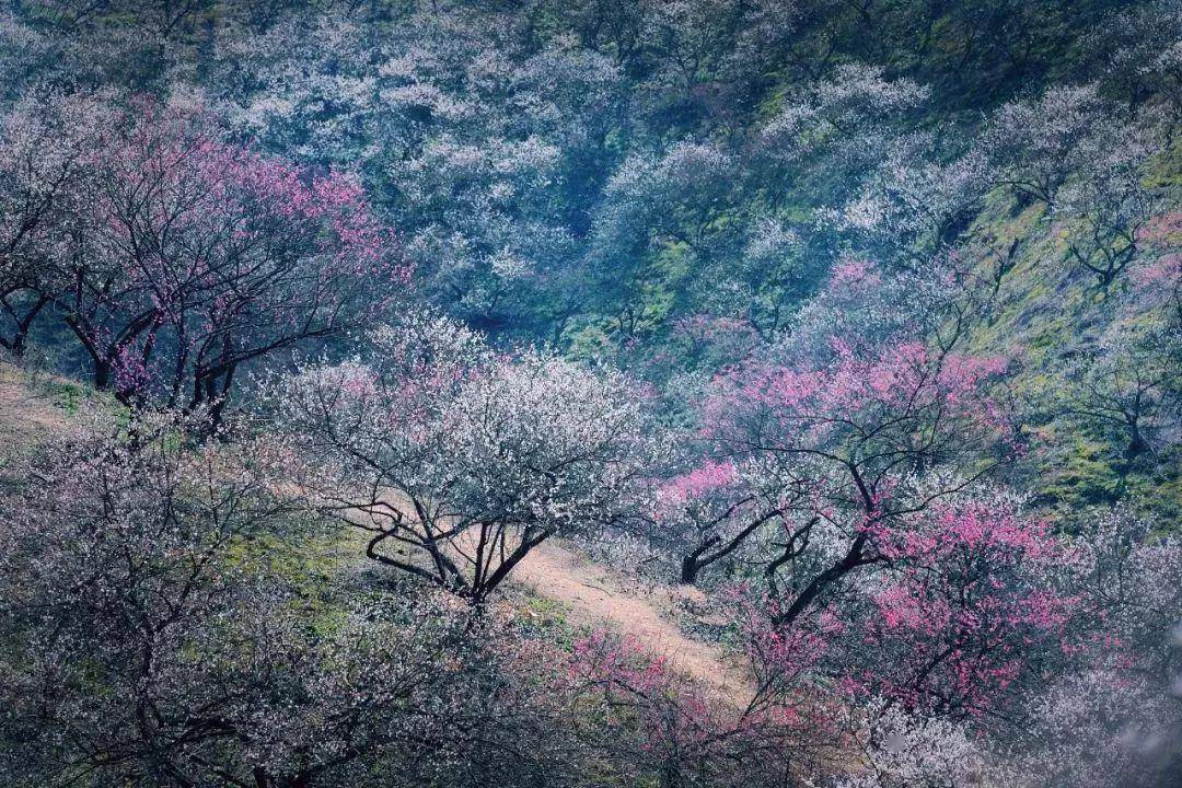 浙江·安吉梅花沟,十里梅花香雪海,欲赏梅花将此时