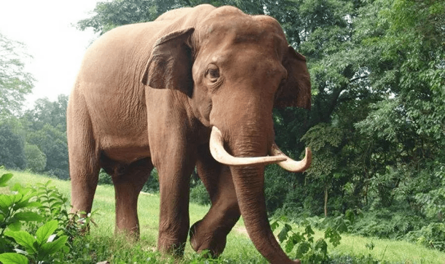 大象大象你的鼻子为什么那么长