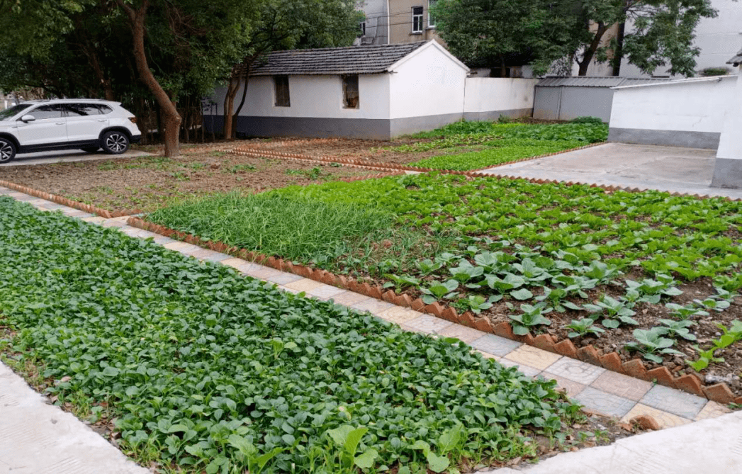 八坼街道:打造"美丽菜园",构建水美乡村