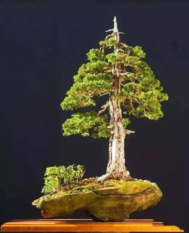 亲自动手制作庄重安稳的直干式盆景,你需要知道这些小