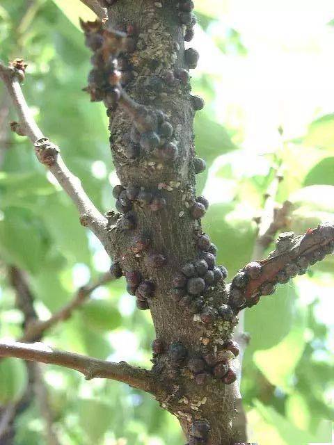67赣南种植桃树介壳虫难防治要早用药注意抗药性