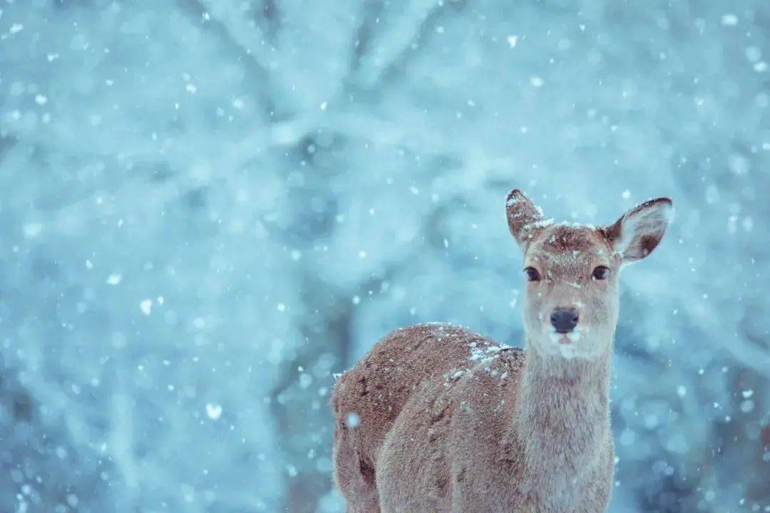 自然小精灵!奈良冬日雪中鹿也太灵气了!