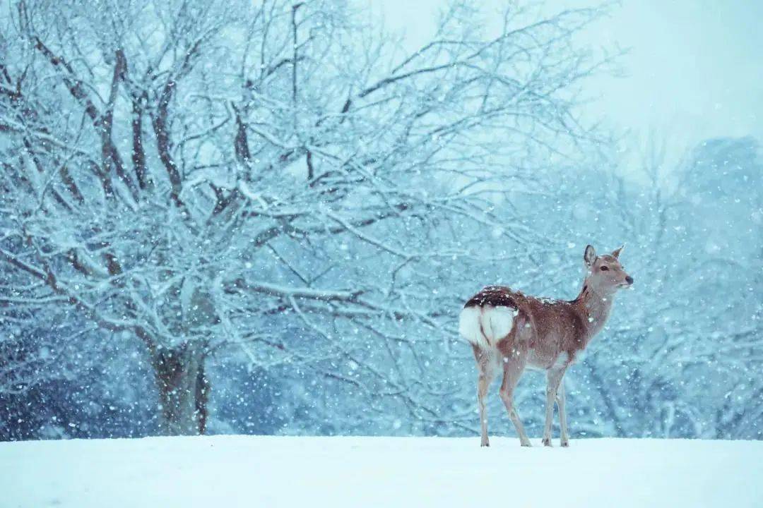 自然小精灵!奈良冬日雪中鹿也太灵气了!