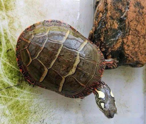 20,斑点池龟