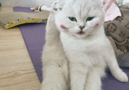 铲屎官们该如何给猫咪化毛?