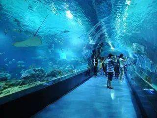 在青岛海底世界,你可以看到约2000类,20000多件珍稀海洋生物标本