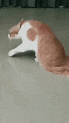 这就有点像我老丈人跟丈母娘干仗了!