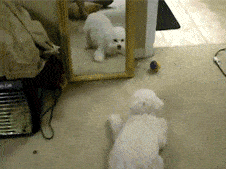 铲屎官遇上这样的狗,又好气又好笑