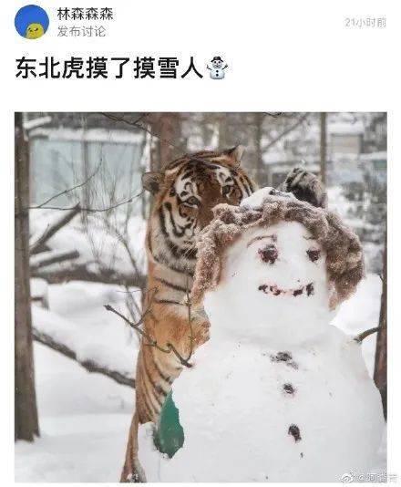 东北虎摸了摸雪人大猫能有多坏