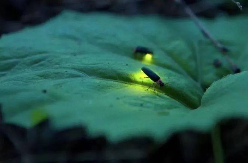 科学家发现一亿年前的萤火虫祖先.