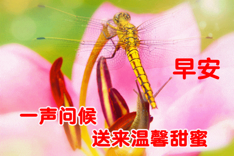 1月30日最漂亮早上好动态表情图片大全,早上好动图美图大全